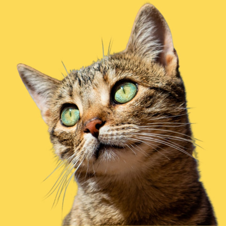 Gatos